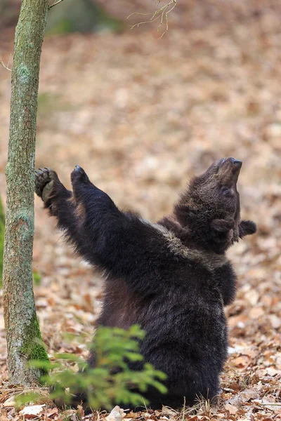 Brown Bear Cub Autumnal Forest Daytime — Stock Photo, Image