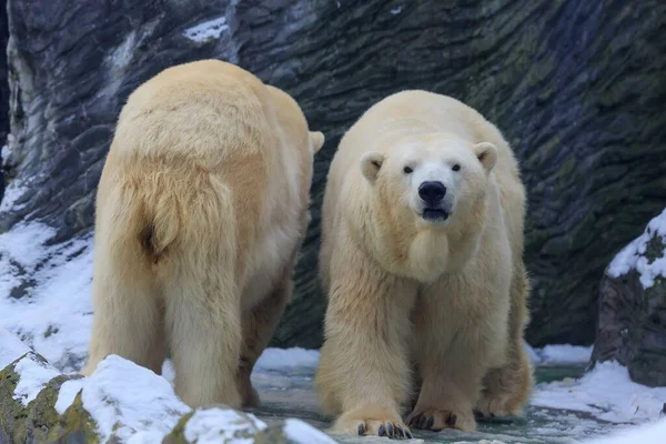 Білі Ведмеді Зоопарку — стокове фото