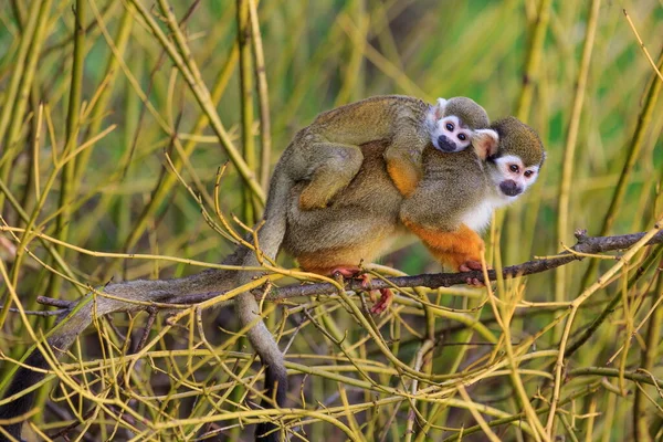 Common Squirrel Monkeys Wild Nature — Stockfoto