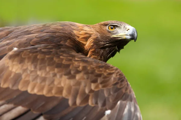 Golden Eagle Closeup Shot Blurred Background — Stock Photo, Image