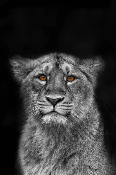 Lioness Panthera Leo Portrait Zoo Daytime — 스톡 사진