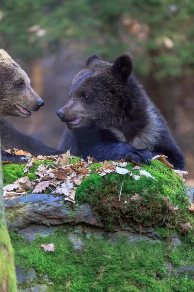 Ours Oursons Dans Forêt Jour — Photo