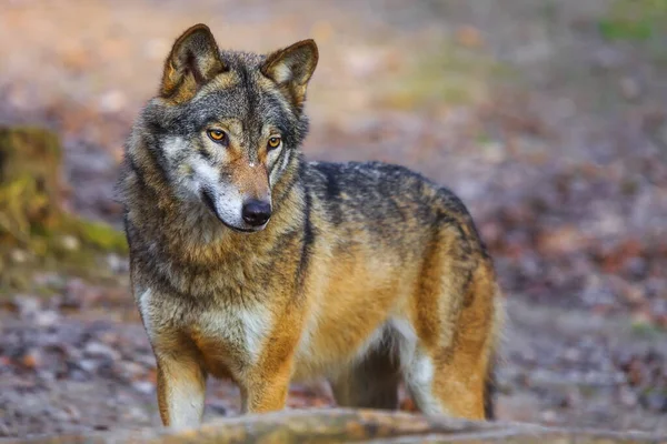 Eurasian Wolf Canis Lupus Lupus Walks Autumnal Forest — Stock Fotó