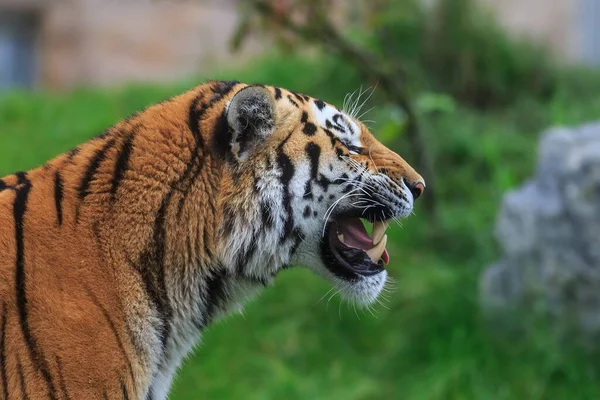 Closeup Shot Adult Tiger Blurred Background — Stock Photo, Image