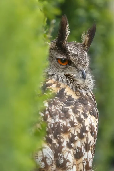 Eurasian Eagle Owl Portrait Daytime Shot Wild Nature — Stock Photo, Image