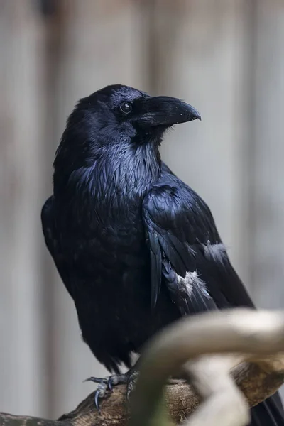 Common Raven Corvus Corax Close — Stock Photo, Image