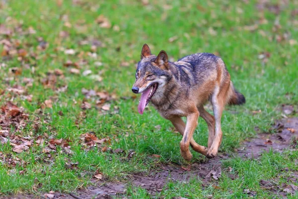 Eurasian Wolf Canis Lupus Lupus Walks Autumnal Forest — Stock fotografie