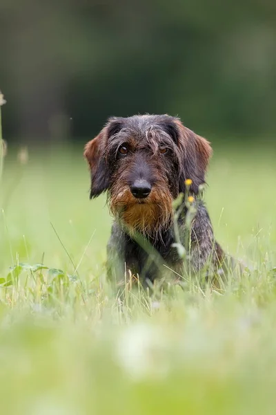 Cute Dog Sitting Green Garden — Φωτογραφία Αρχείου