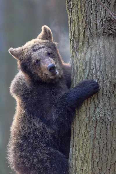 Brown Bear Cub Autumnal Forest Daytime — Stockfoto