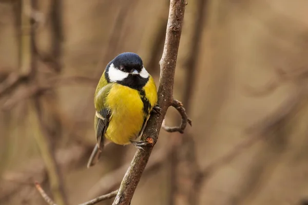 Great Tit Portrait Wild Nature — Foto Stock