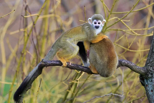 Common Squirrel Monkeys Wild Nature — Stock Fotó