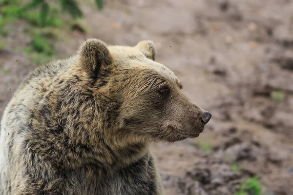Brown Bear Ursus Arctos Animal — ストック写真