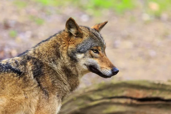 Eurasian Wolf Canis Lupus Lupus Walks Autumnal Forest — Fotografia de Stock