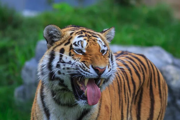 Closeup Tiro Tigre Adulto Fundo Borrado — Fotografia de Stock