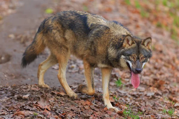 Eurasian Wolf Canis Lupus Lupus Walks Autumnal Forest — Stock Fotó