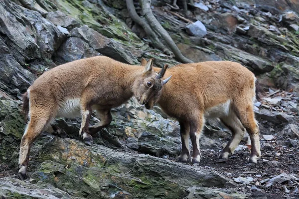 Close Mountain Goats Wild — Stock Photo, Image