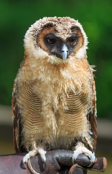 Brown Wood Owl Portrait Closeup — Stock Photo, Image