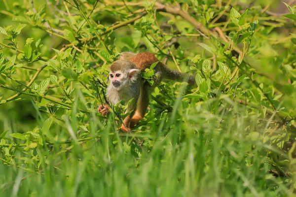 Mono Ardilla Común Naturaleza Salvaje — Foto de Stock