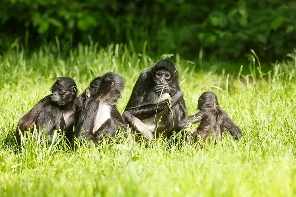 Μαϊμούδες Στο Γρασίδι — Φωτογραφία Αρχείου