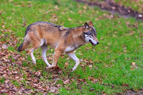 Eurasian Wolf Canis Lupus Lupus Walks Autumnal Forest — Stock fotografie