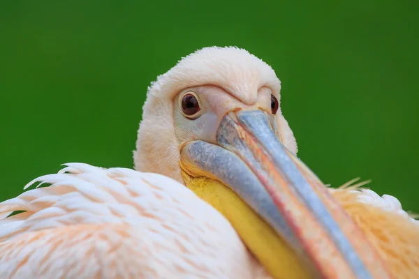 Птах Пелікан — стокове фото