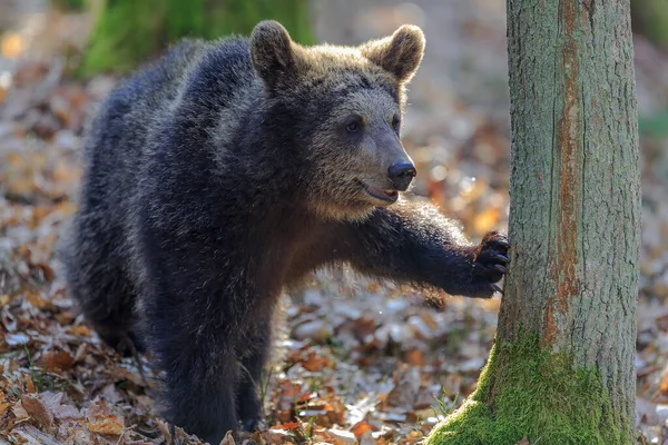 Καφέ Αρκούδα Στο Φθινοπωρινό Δάσος Την Ημέρα — Φωτογραφία Αρχείου