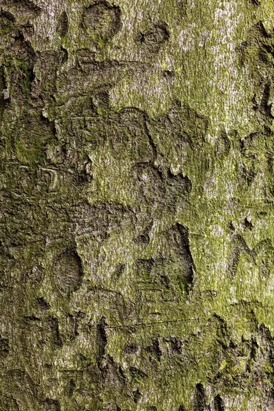 Background Old Tree Bark — Stock Photo, Image