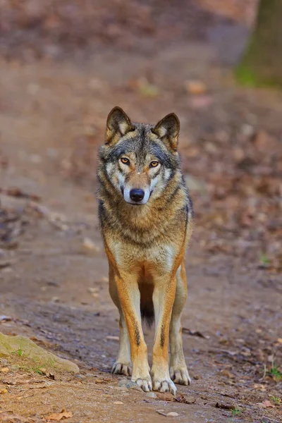 Eurasian Wolf Canis Lupus Lupus Walks Autumnal Forest —  Fotos de Stock