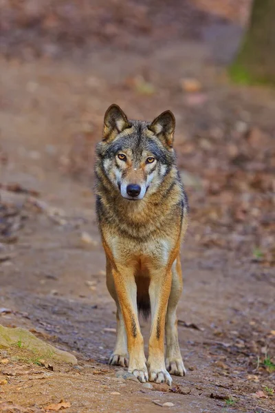Avrasya kurdu, Canis lupus, sonbahar ormanlarında yürür.