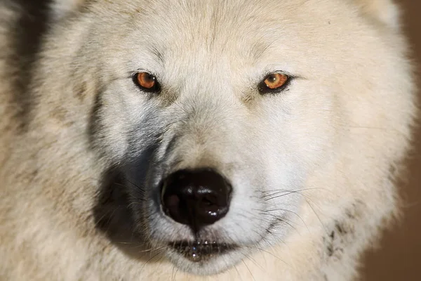 Arctic Wolf Canis Lupus Arctos Portrait 图库图片