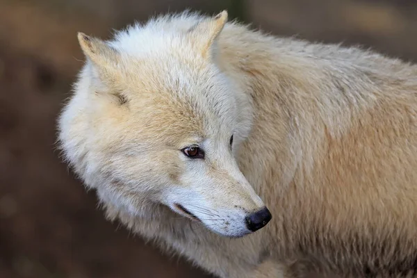 Arctic Wolf Canis Lupus Arctos Portrait Rechtenvrije Stockafbeeldingen