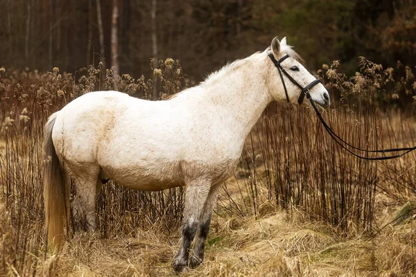 Een Licht Paard Een Weiland Met Oud Gras — Stockfoto