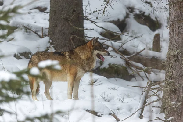 Lobo Euroasiático Macho Canis Lupus Lupus Encuentra Bosque Invierno — Foto de Stock