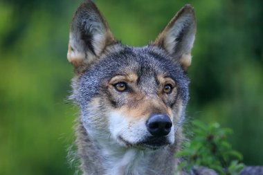 Gri Kurt (Canis lupus) Bir kurdun kafasının son derece detaylı portresi