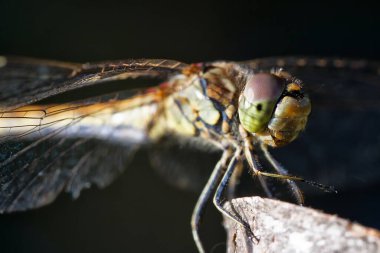 Yazın bir hatanın yakın görüntüsü