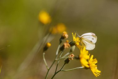 Bulanık bir arkaplanda güzel sarı bir çiçeğin yakın çekimi