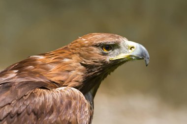 Altın kartal, yakın plan, bulanık arkaplan.