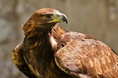 Golden eagle, closeup shot with blurred background