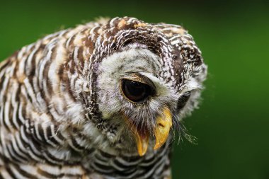 Ufous-legs baykuş portresi