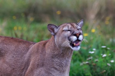 Cougar, Puma concolor, puma, dağ aslanı, panter veya katkı