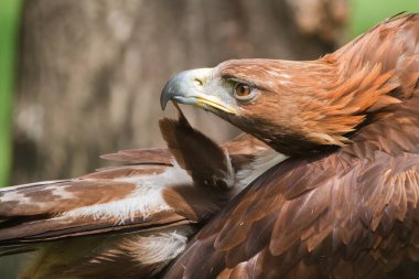 Altın kartal, yakın plan, bulanık arkaplan.