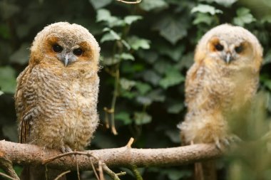 Kuşlar, hayvanlar, baykuşlar, yaklaşın.