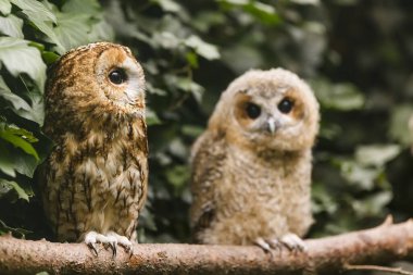 Kuşlar, hayvanlar, baykuşlar, yaklaşın.