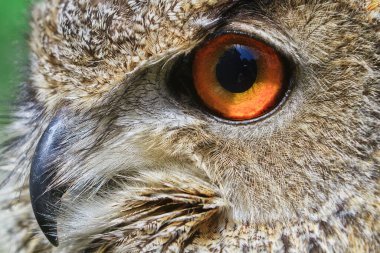 Eurasian eagle-owl portrait, daytime shot at wild nature 