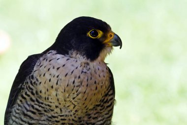 Sake Falcon, yaklaş.