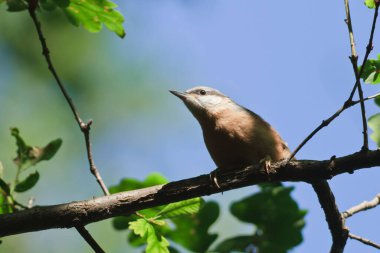 küçük kuş ağaçta oturuyor 