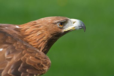 Altın kartal, yakın plan, bulanık arkaplan.