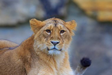 Dişi aslan, Panthera Leo, gündüz vakti hayvanat bahçesinde portre 