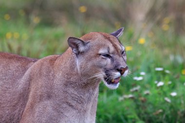 Cougar, Puma concolor, puma, dağ aslanı, panter veya katkı