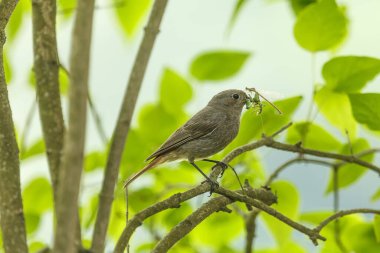 küçük kuş ağaçta oturuyor 